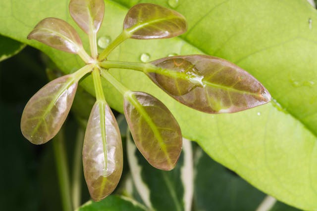 Schefflera Poisoning in Cats - Symptoms, Causes, Diagnosis, Treatment, Recovery, Management, Cost