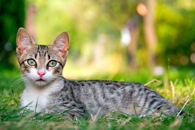 Science Diet Allergy in Cats - Symptoms, Causes, Diagnosis, Treatment, Recovery, Management, Cost