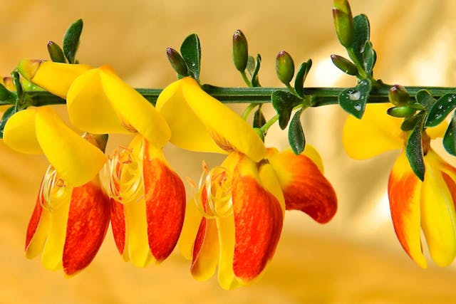 Scotch Broom Poisoning in Cats - Symptoms, Causes, Diagnosis, Treatment, Recovery, Management, Cost