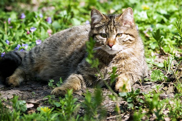 Sebaceous Cysts In Cats Symptoms Causes Diagnosis Treatment