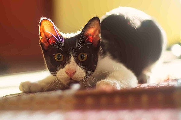 Shock In Cats Symptoms Causes Diagnosis Treatment Recovery Management Cost