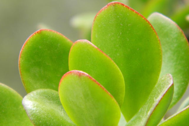 Silver Jade Plant Poisoning in Cats - Symptoms, Causes, Diagnosis, Treatment, Recovery, Management, Cost