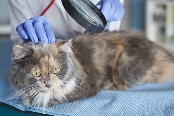 Skin Disease in Cats - Symptoms, Causes, Diagnosis, Treatment, Recovery, Management, Cost