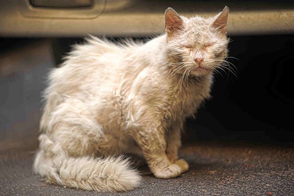 Cat Mange Symptoms Treatment