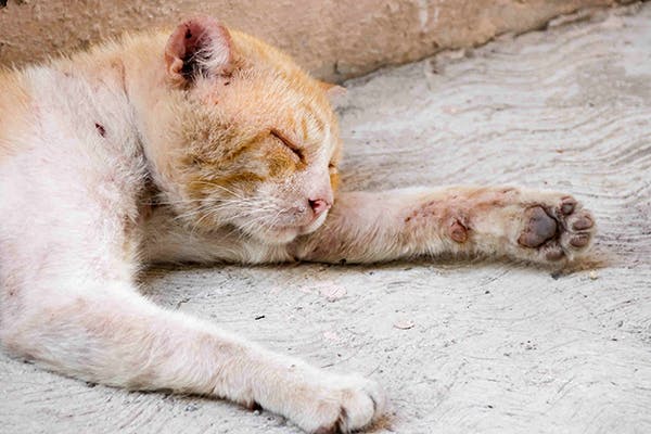 Skin Rash in Cats - Symptoms, Causes, Diagnosis, Treatment, Recovery ...
