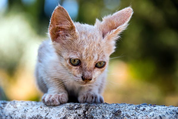 Skin Tumor in Cats - Symptoms, Causes, Diagnosis ...