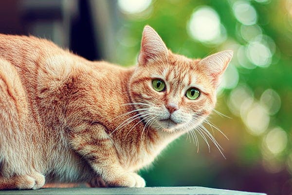 Small Sized Testes in Cats - Symptoms, Causes, Diagnosis, Treatment, Recovery, Management, Cost