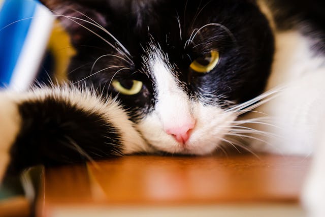Snake Bites In Cats Symptoms Causes Diagnosis Treatment
