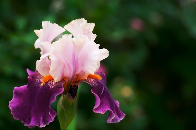 Snake Lily Poisoning in Cats - Symptoms, Causes, Diagnosis, Treatment, Recovery, Management, Cost