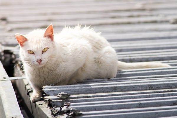 Soft Tissue Trauma In Cats Symptoms Causes Diagnosis