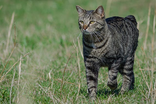 Spinal Cord Development Disorder in Cats - Symptoms, Causes, Diagnosis, Treatment, Recovery, Management, Cost