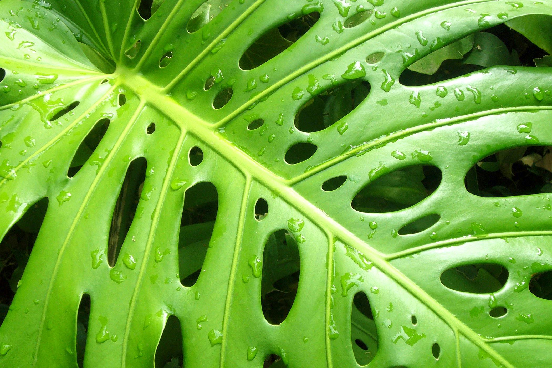 split leaf philodendron