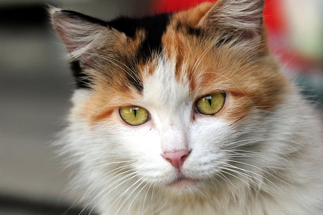 Sporotrichosis In Cats Symptoms Causes Diagnosis Treatment
