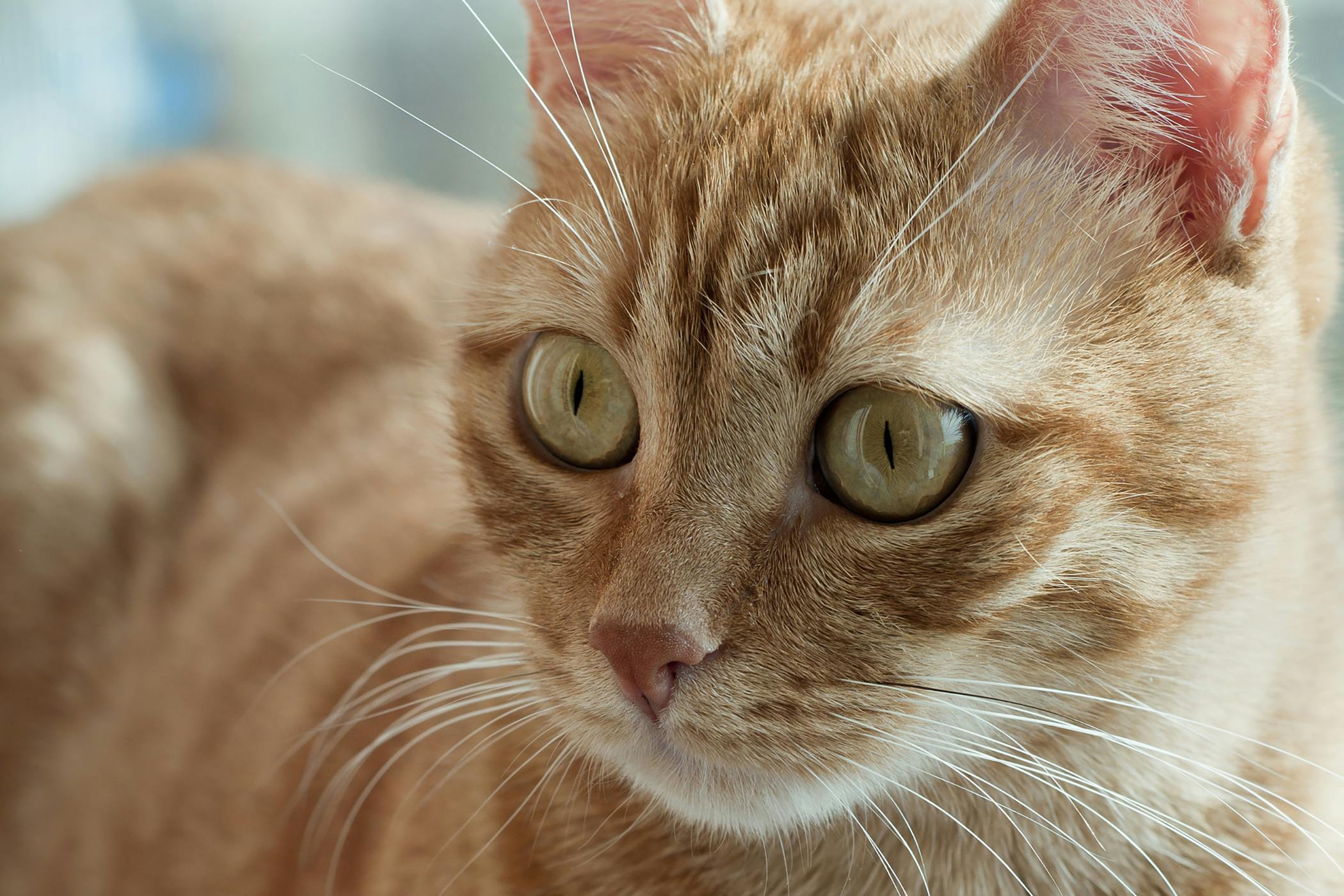 Sprains In Cats Symptoms Causes Diagnosis Treatment Recovery