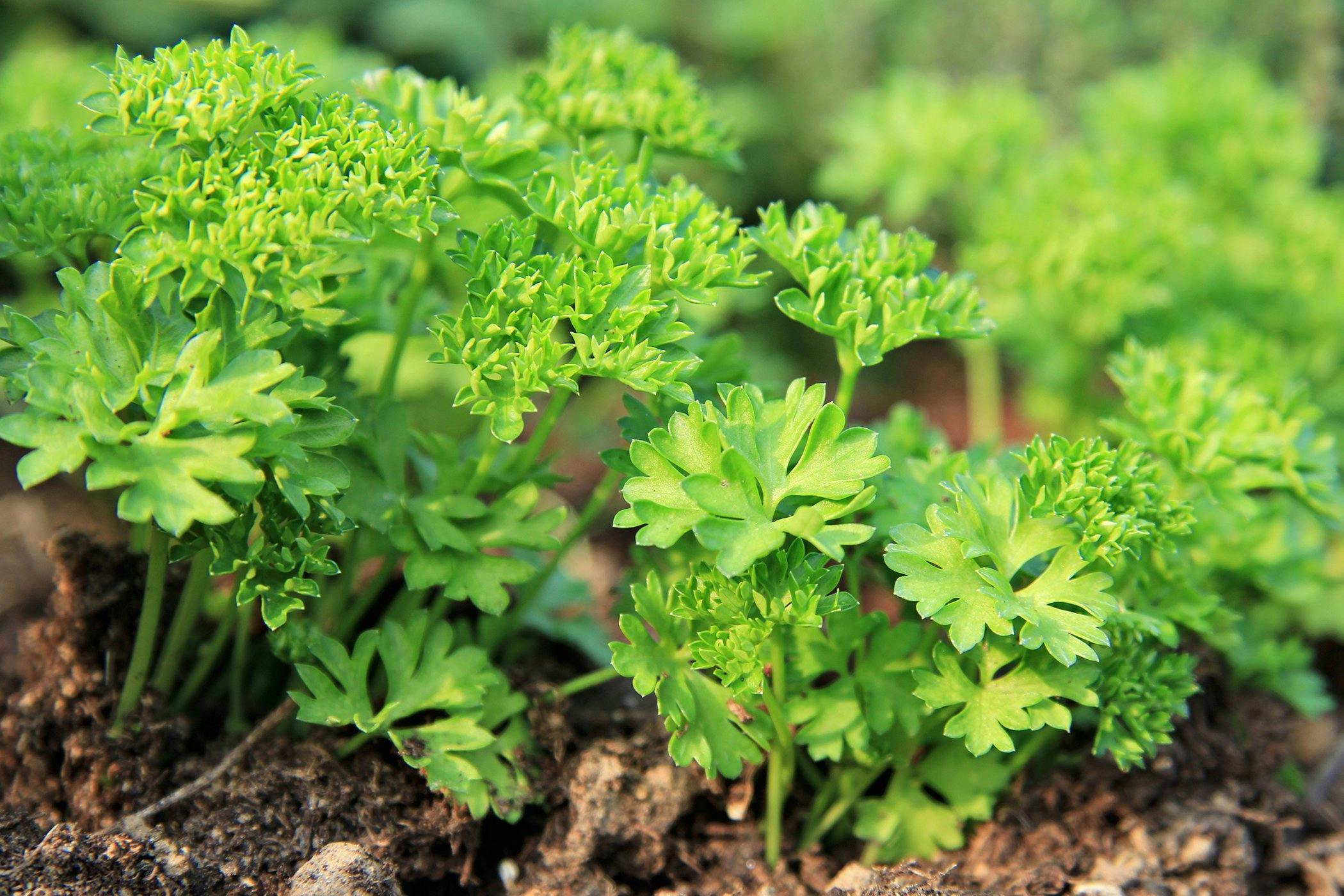 is parsley harmful to dogs