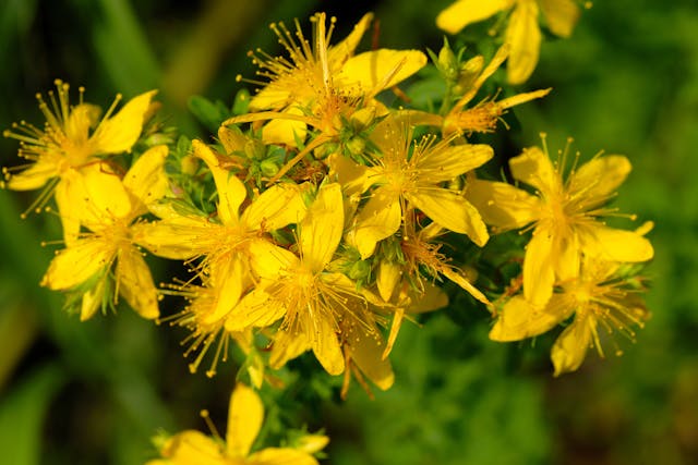 St. John's Wort Poisoning in Cats - Symptoms, Causes, Diagnosis, Treatment, Recovery, Management, Cost