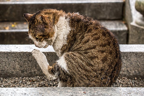 cat abscess treatment cost