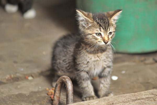 Stem Cell Disorder in Cats - Symptoms, Causes, Diagnosis, Treatment, Recovery, Management, Cost