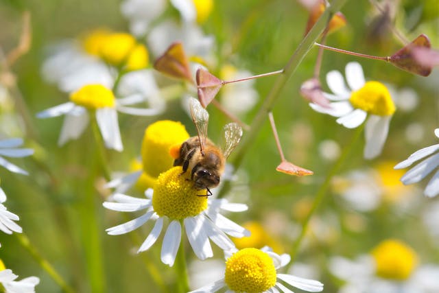 Stinking Chamomile Poisoning in Cats - Symptoms, Causes, Diagnosis, Treatment, Recovery, Management, Cost