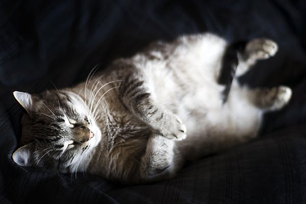 Stomach and Intestinal Inflammation in Cats - Symptoms, Causes, Diagnosis, Treatment, Recovery, Management, Cost