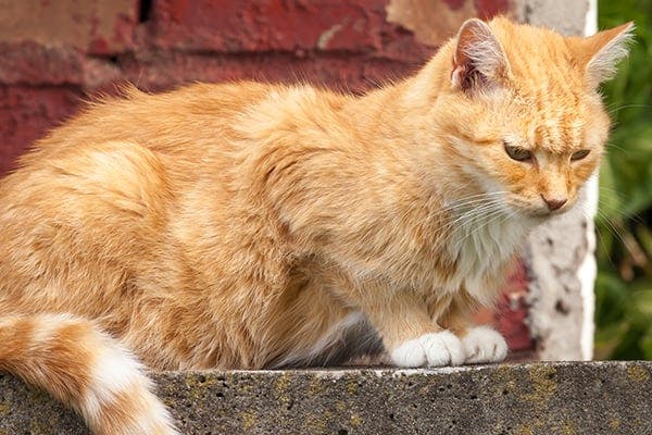 Stomach and Intestinal Ulcers in Cats - Symptoms, Causes, Diagnosis, Treatment, Recovery, Management, Cost