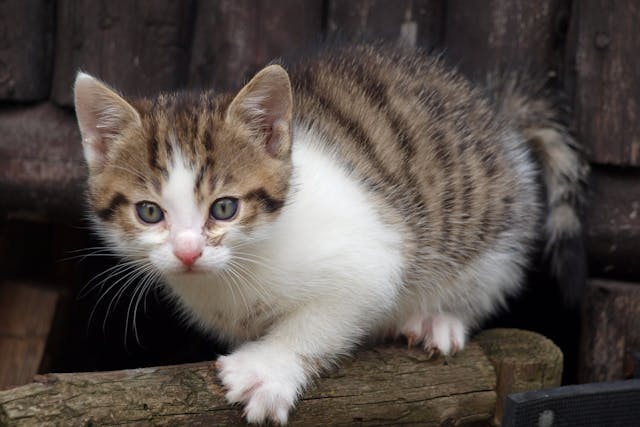 Subcutaneous Fluid Administration In Cats Conditions Treated