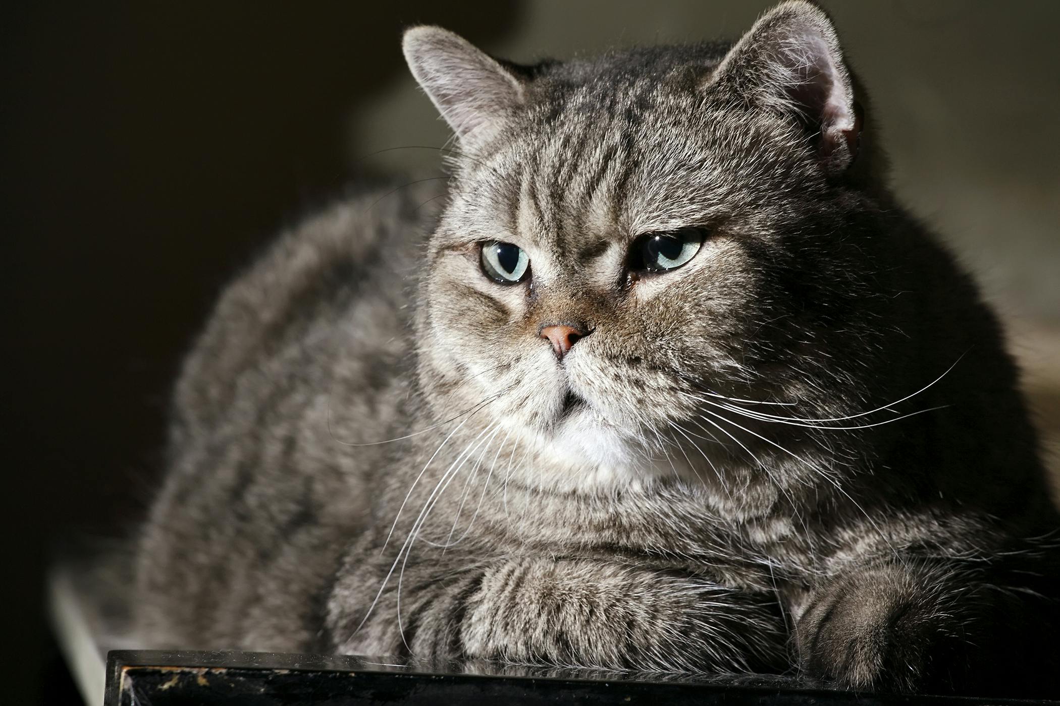 Sunburn in Cats Symptoms, Causes, Diagnosis, Treatment, Recovery