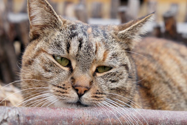 Surgical Tumor Removal In Cats In Cats Conditions Treated