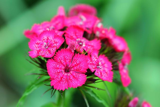 Sweet William Poisoning in Cats - Symptoms, Causes, Diagnosis, Treatment, Recovery, Management, Cost