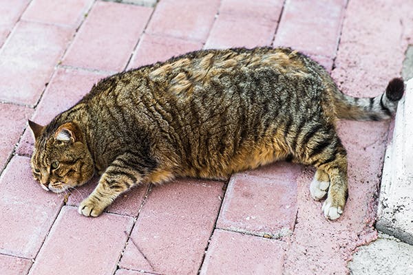 Swelling in Cats - Symptoms, Causes, Diagnosis, Treatment, Recovery, Management, Cost