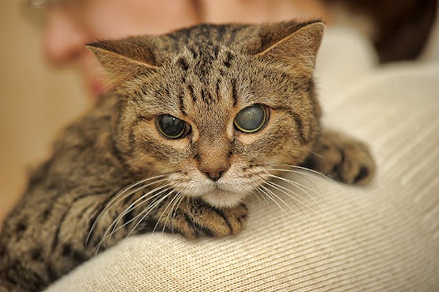 Taurine Deficiency in Cats - Symptoms, Causes, Diagnosis, Treatment, Recovery, Management, Cost