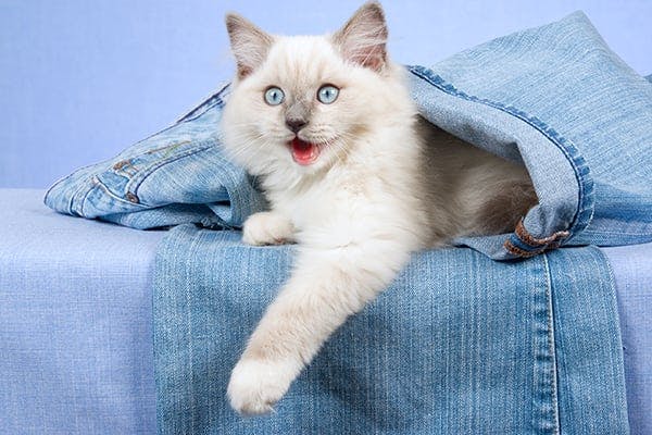 Tear in the Heart in Cats in Cats - Symptoms, Causes, Diagnosis, Treatment, Recovery, Management, Cost