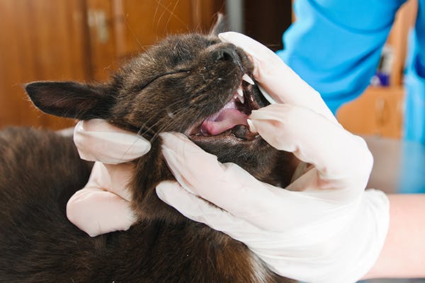 Teeth Misalignment in Cats - Symptoms, Causes, Diagnosis, Treatment, Recovery, Management, Cost