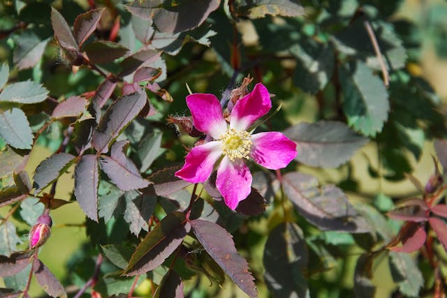 Texas Umbrella Tree Poisoning in Cats - Symptoms, Causes, Diagnosis, Treatment, Recovery, Management, Cost