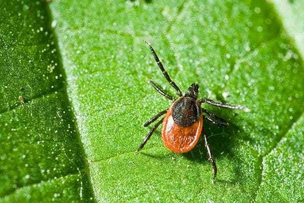 Tick Paralysis in Cats - Symptoms, Causes, Diagnosis, Treatment, Recovery, Management, Cost