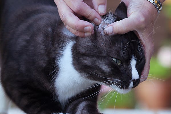 Ticks and Tick Control in Cats - Symptoms, Causes, Diagnosis, Treatment, Recovery, Management, Cost