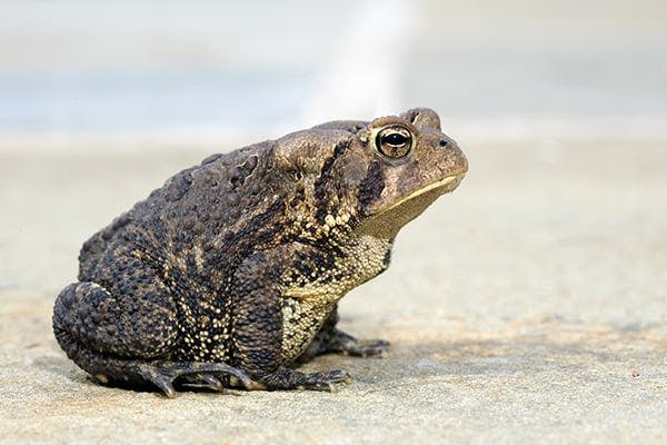 are frogs poisonous to cats and dogs