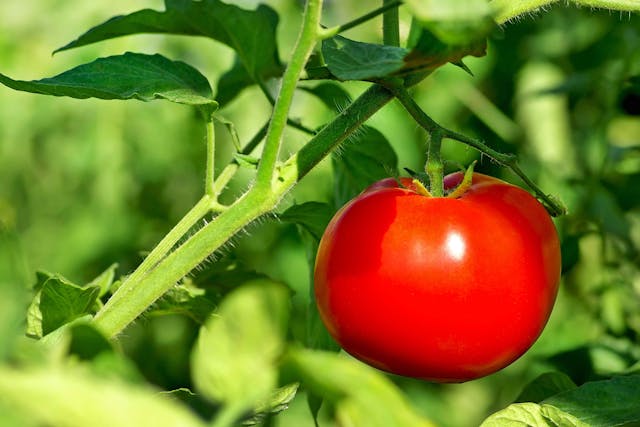 Tomato Plant Poisoning in Cats - Symptoms, Causes, Diagnosis, Treatment, Recovery, Management, Cost
