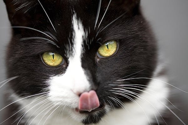 Tongue Cancer in Cats - Symptoms, Causes, Diagnosis, Treatment, Recovery, Management, Cost