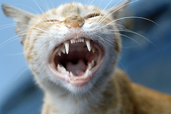 unhealthy cat teeth