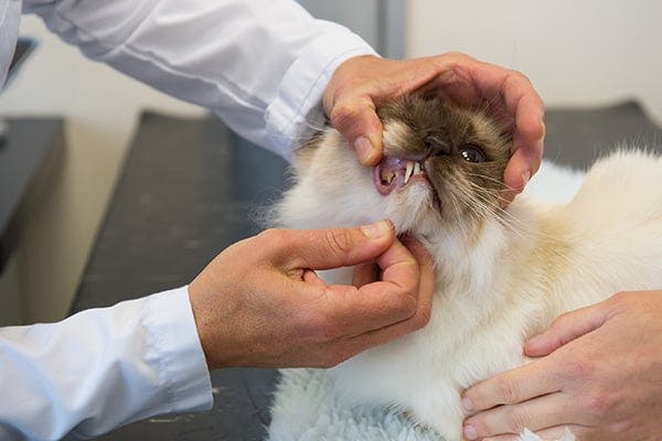 Cat Losing Teeth And Throwing Up TeethWalls