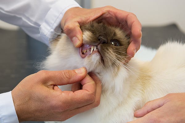 Tooth Enamel Malformation in Cats - Symptoms, Causes, Diagnosis, Treatment, Recovery, Management, Cost