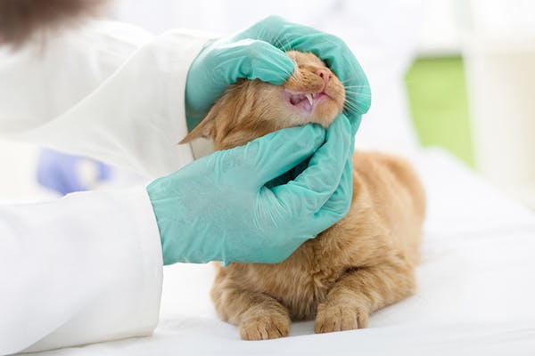 Tooth Fracture in Cats - Symptoms, Causes, Diagnosis, Treatment, Recovery, Management, Cost