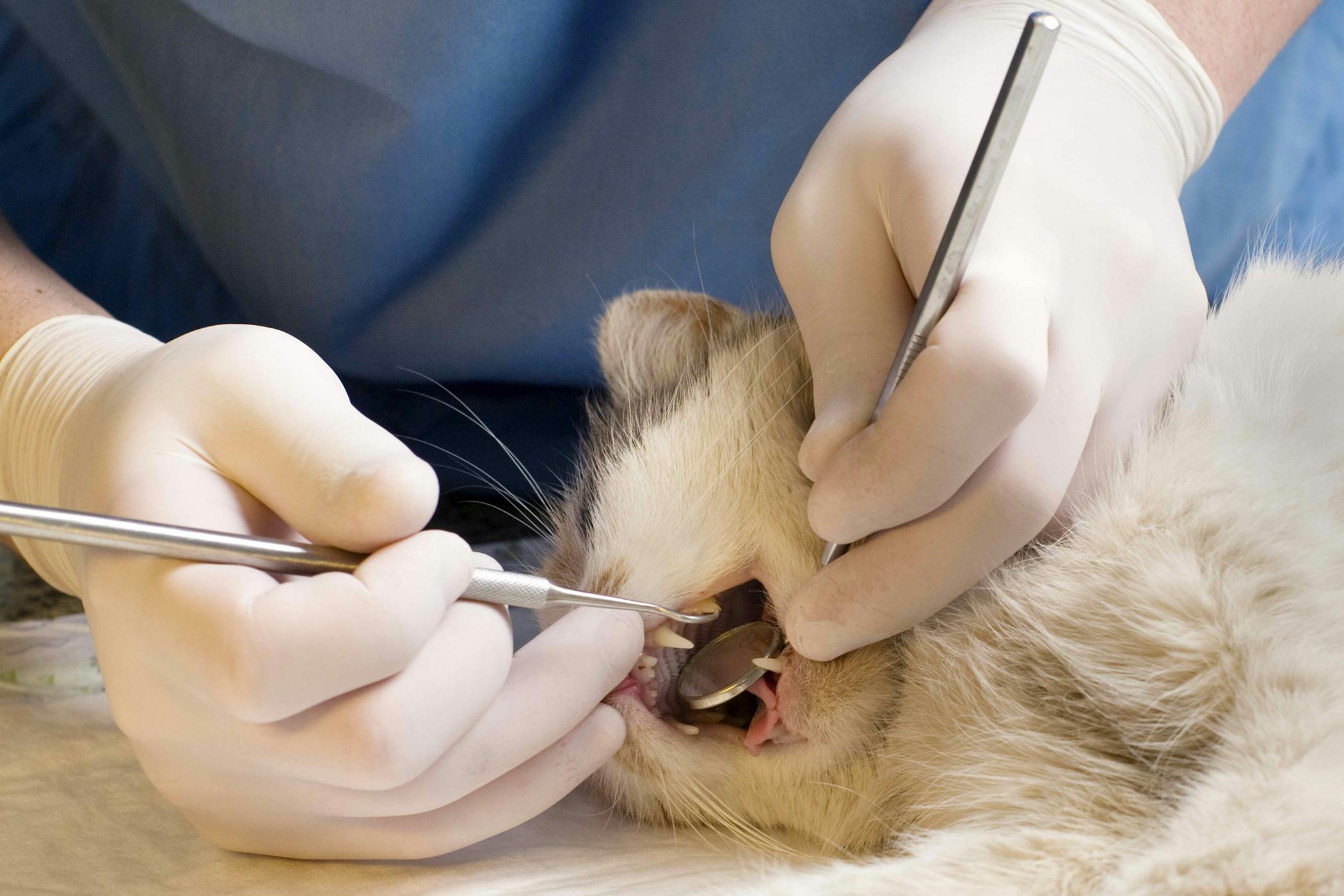 cat tooth extraction cost 2020 uk