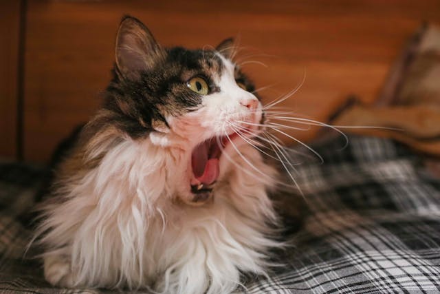 Torn Toenail In Cats Symptoms Causes Diagnosis Treatment