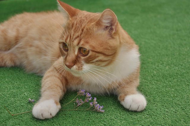 Total Ear Canal Ablation In Cats Conditions Treated Procedure