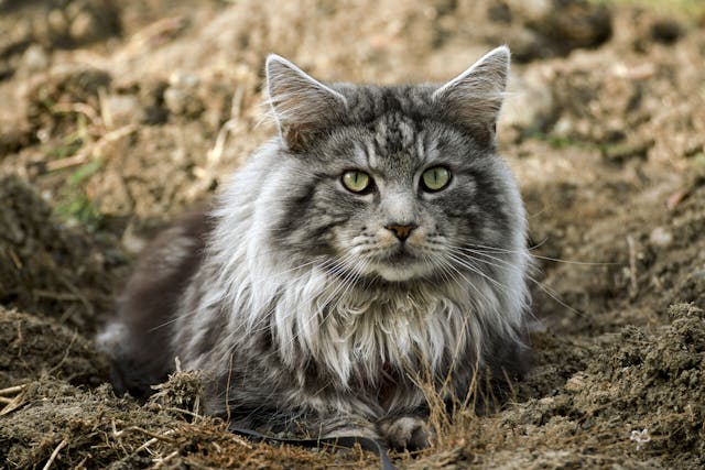 Tracheal Wash In Cats Conditions Treated Procedure Efficacy Recovery Cost Considerations Prevention