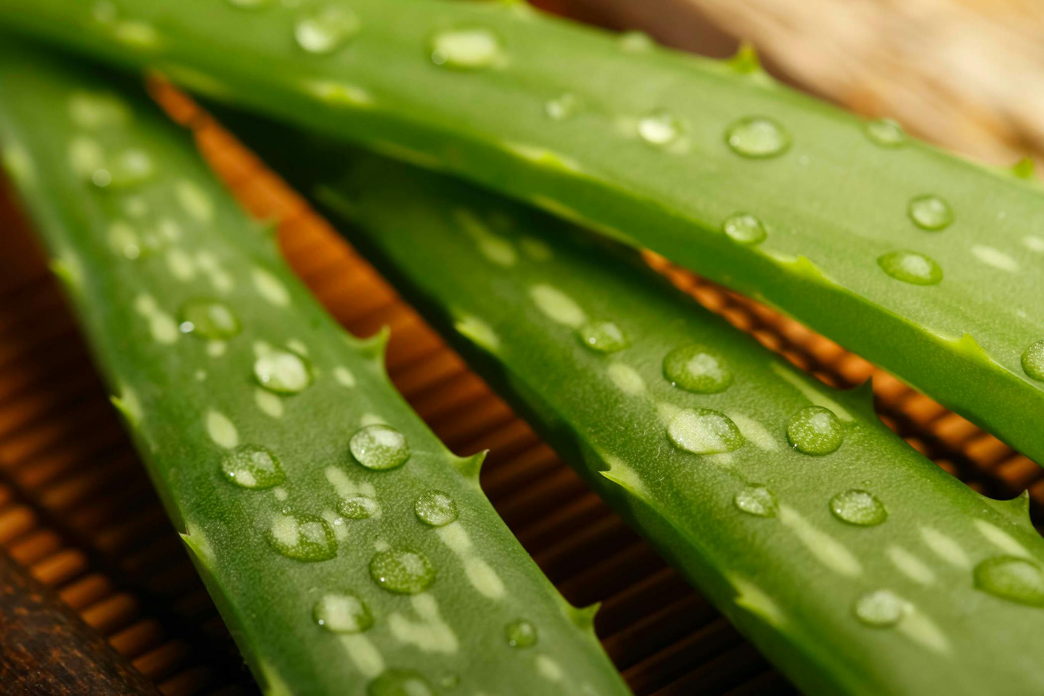 jelly cat aloe