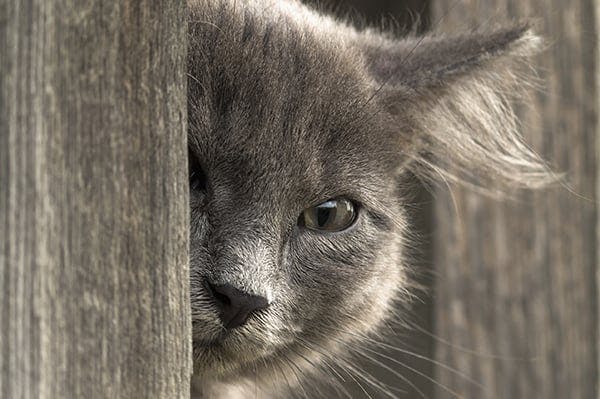 What's That Freckle In My Cat's Eye? What You Need to Know About