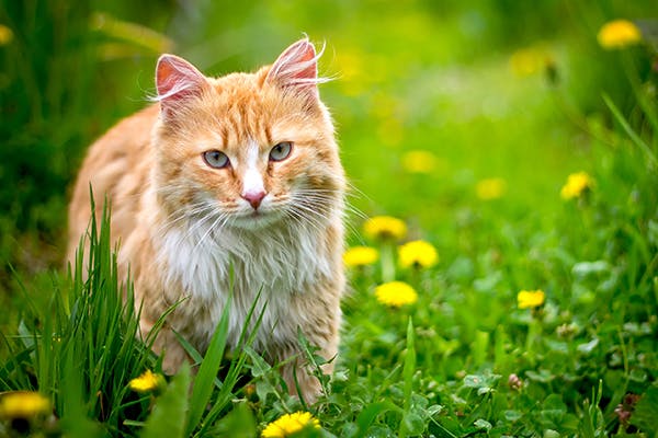 Tumors of the Endocrine Glands in Cats - Symptoms, Causes, Diagnosis, Treatment, Recovery, Management, Cost